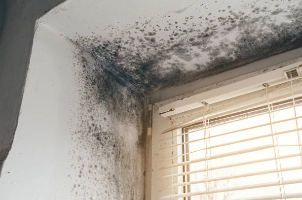 Affordable Attic Mold Remediation solutions in Plainfield, IL